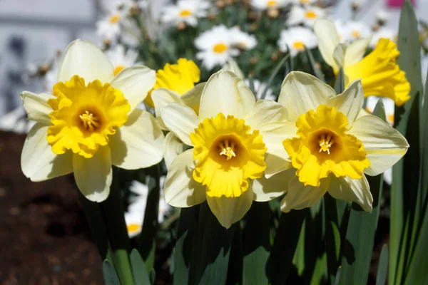 Selectivo Narcisos Narcissus Pseudonarcissus Jardín — Foto de Stock