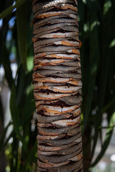 ヤシの幹の美しい垂直ショット — ストック写真
