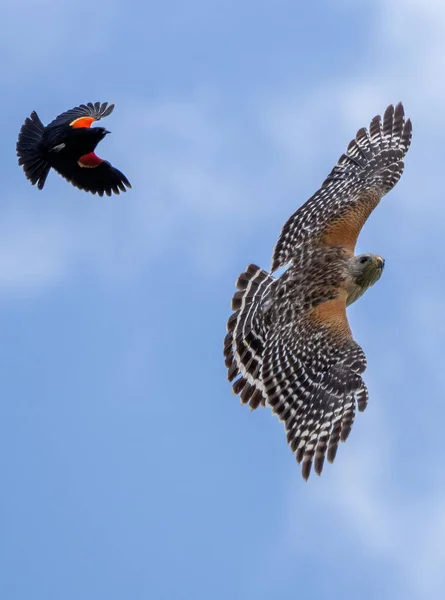 A low angle shot of a red-shouldered hawk and red-winged blackbird flying in the blue sky in daylight