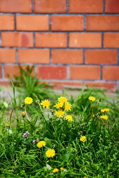 Focalizare Selectivă Păpădiilor Galbene Taraxacum Officinale — Fotografie, imagine de stoc