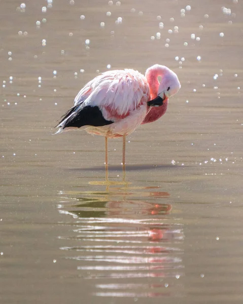 Selective Flamingo Lake — Foto de Stock