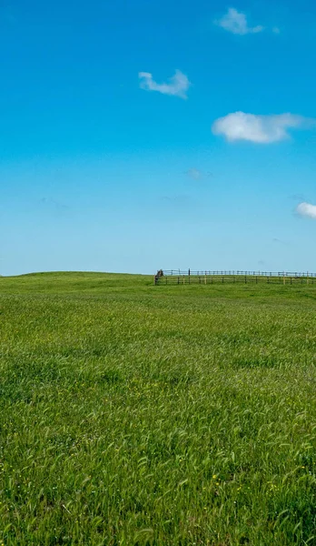 Omheining Een Veld Van Nog Groene Oren Lucht Blauw Wolken — Stockfoto