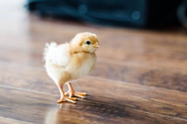 A closeup of an adorable chick on a wooden surface