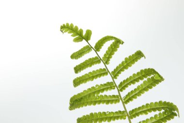 İzole edilmiş beyaz zemin üzerinde yeşil yapraklar eğreltiotu tropikal yağmur ormanları. Yumuşak ışık ve boşluk kopyala.