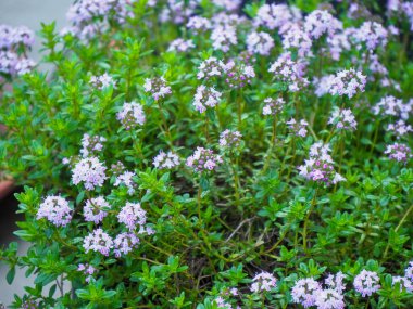 Kekik çiçeği yüksek çözünürlüklü görüntü