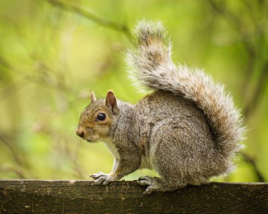 Ağaçtaki sevimli tüylü sincap.