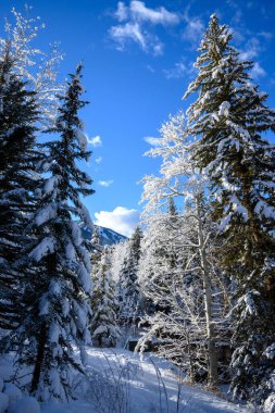 A vertical shot of pine trees covered with snow on a sunny day in Beaver Creek, Colorado, USA