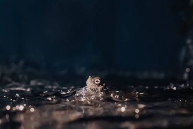 Akvaryumun içinde bir kaplumbağanın yakın çekimi.