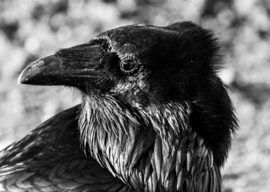 Güneşli bir günde gri tonda çekilen bir kuzgunun yakın çekimi.