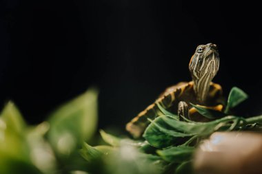 Akvaryumun içinde bir kaplumbağanın yakın çekimi.