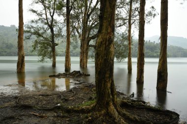 Kasvetli bir günde, ormanlık tepelerin arka planında, yosunlu suda duran uzun ağaçlar.