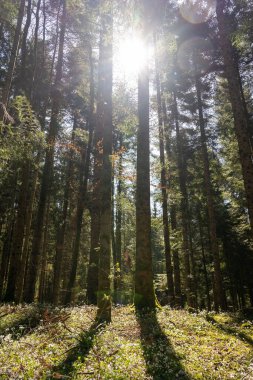 Victoria, Avustralya 'daki Redwood Ormanı' nda güneş ışığı alan uzun ağaç gövdelerinin dikey görüntüsü.