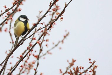 A closeup of the great tit, Parus major perched on the branch.