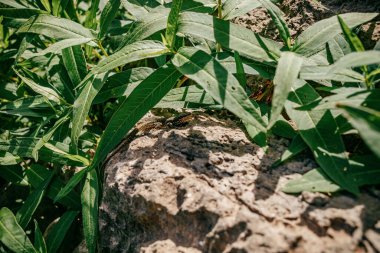 Karadağ 'da güneşli bir günde, ağaçların kökleri yeşil yosun ve bitkilerle kaplı.