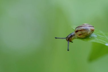 Yeşil bir bitkide sürünen küçük bir salyangozun yakın çekimi.