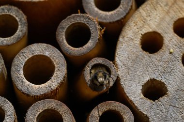 Delikte bir arı makro pozu.