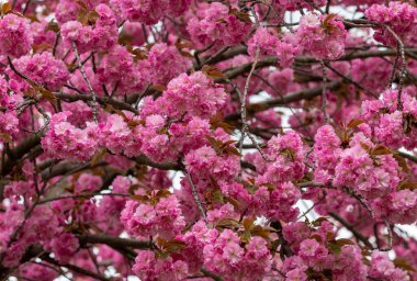 A close-up of Japanese cherry blossoms, pink, park
