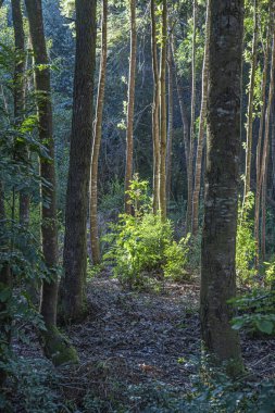 A beautiful long trees with green leaves and plants growing on ground in the daylight