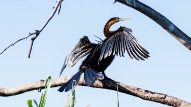 Dalda seçilmiş bir Anhinga kuşu.