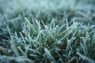 Sabah ayazıyla donmuş çimenlerin yakın plan çekimi.