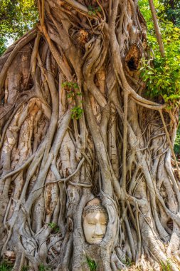 The Buddha Head at the Thai temple Wat Mahathat in Ayutthaya Thailand Southeast Asia