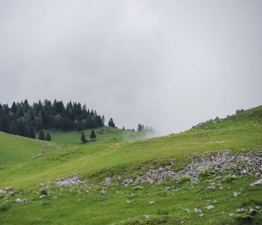 Velika Planina 'da arkasında sis ve orman olan yeşil çimlerle kaplı bir dağ çayırı.