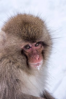 Kırmızı yüzlü pofuduk bir maymun dikey yakın çekim.