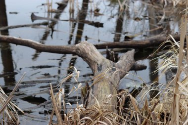 Çamurlu bir zeminin kenarındaki kütüğün yakın çekimi.