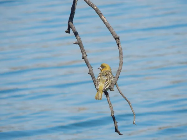 Kiválasztása Vörös Hajú Büfé Emberiza Bruniceps — Stock Fotó