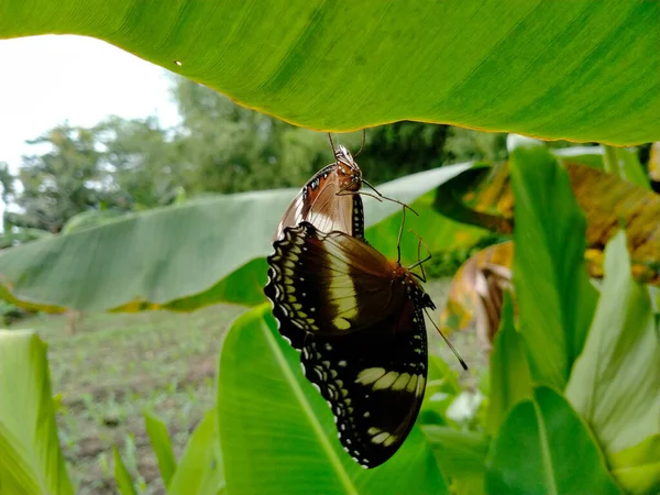 butterflies mating on banana tree leaves. day in the garden. in the mating season.