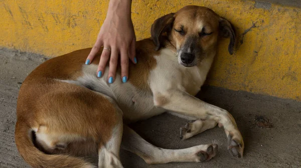 Krásný Záběr Ženské Ruky Hladící Ospalého Pouličního Psa — Stock fotografie