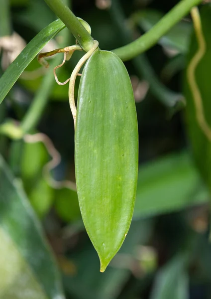 Close Vanilla Planifolia Leaf Green — Foto Stock