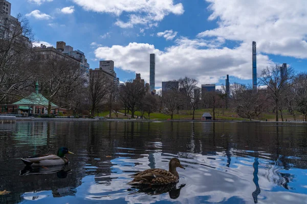 New York Central Park Taki Göldeki Güzel Ördeklerin Manzarası — Stok fotoğraf