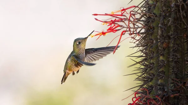 Picaflor Chibird Sephanoides Sephaniodes Aves Colibri Chile Fauna Silvestre Vida — Foto de Stock