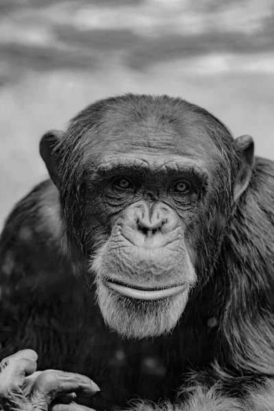 Vertical Grayscale Closeup Chimpanzee Pan Troglodytes Animal Portrait — Stock Photo, Image