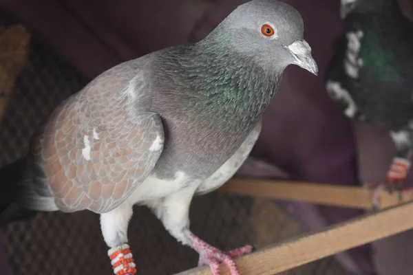 This is a beautiful bird. The pigeon is a beautiful bird. It has beautiful red eyes.