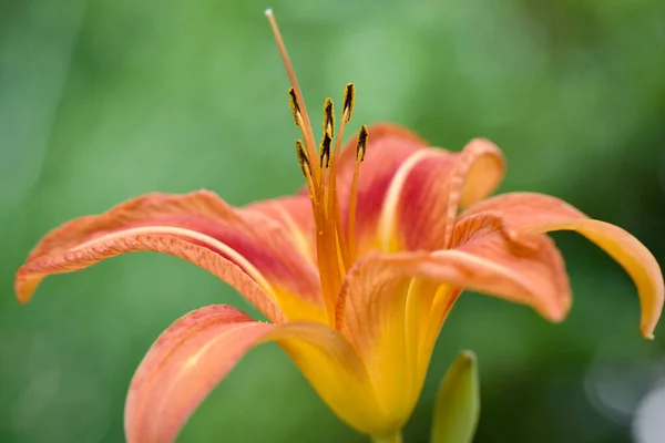 Closeup Shot Orange Lily Flower Garden — Stock Photo, Image