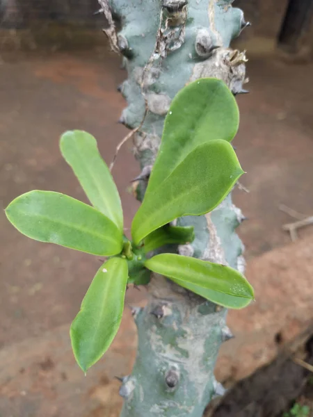Euphorbia Itremensis Species Plant Family Euphorbiaceae Endemic Madagascar Its Natural — Stock Photo, Image