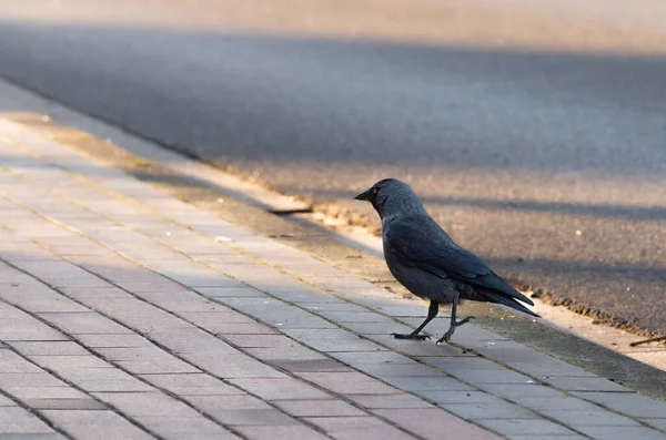 Closeup Cute Small Raven Walking Pavement Sun Rays Shining —  Fotos de Stock