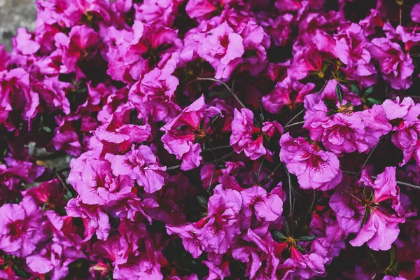 Closeup Shot Blossom Purple Azalea Flowers — Stock Photo, Image