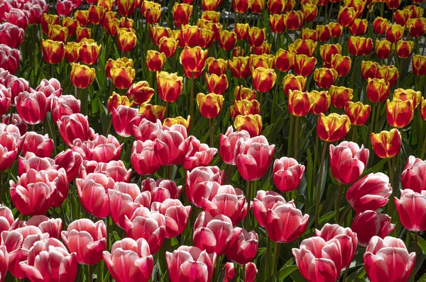 Beautiful Shot Pink Orange Tulips Perfect Backgrounds Wallpapers — Stock Photo, Image
