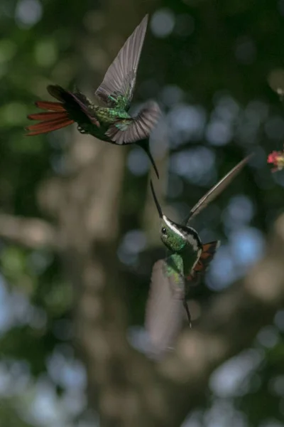 Dos Lindos Colibríes Volando Hábitat Natural —  Fotos de Stock
