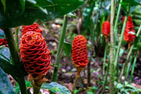 Primer Plano Hermosas Flores Jengibre Creciendo Jardín —  Fotos de Stock