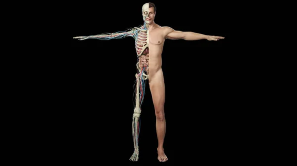 Uma Visão Seção Sistema Circulatório Esqueleto Sistema Digestivo Com Camada — Fotografia de Stock
