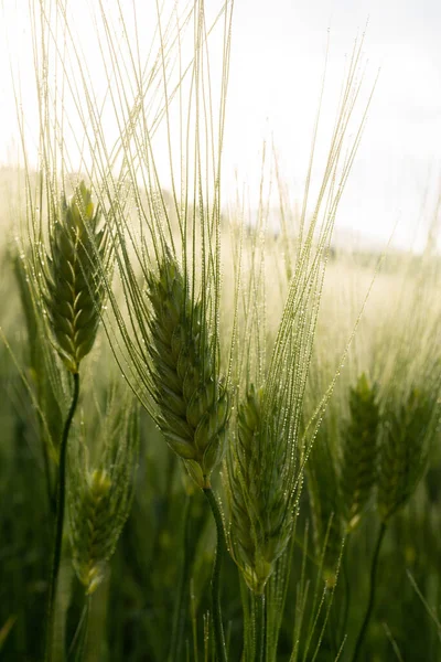 Güneşin Doğuşuyla Birlikte Buğday Tanesine Yakın Çekim — Stok fotoğraf