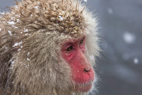 Detailní Záběr Nadýchané Divoké Makak Opice Pod Sněhem — Stock fotografie
