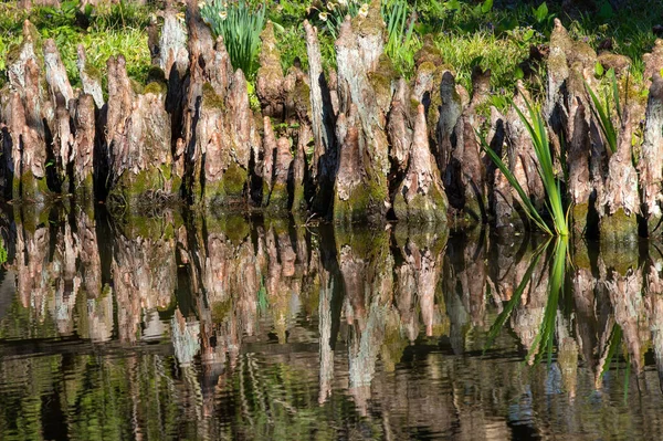 Many Old Stumps Reflected Water Lake Mirroring — Stock Photo, Image