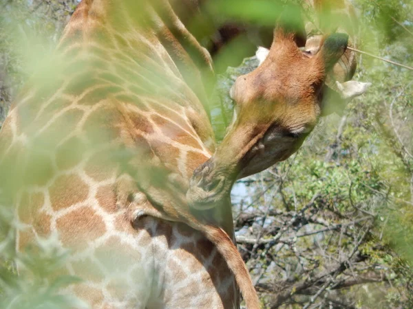 Eine Auswahl Einer Giraffe Aus Den Zweigen — Stockfoto