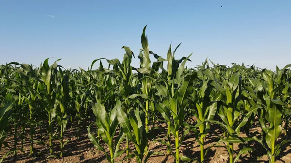 Primer Plano Las Plantas Verdes Campo Maíz Contra Cielo Azul — Foto de Stock