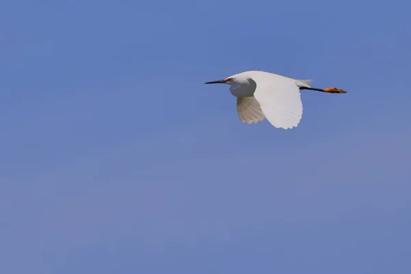 Closeup Shot Great Egret Flying Sky — Stock Photo, Image